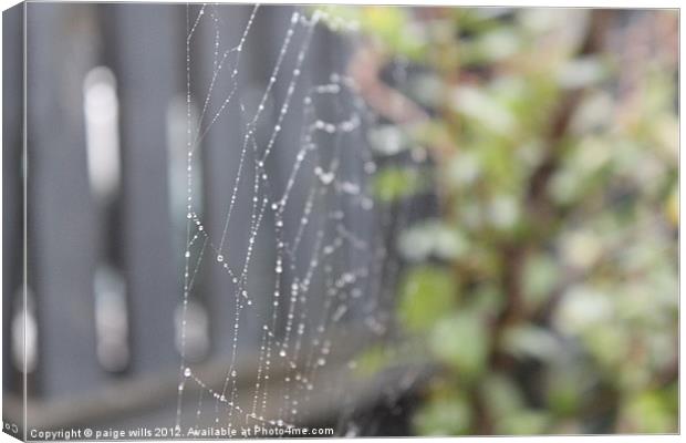 Spider web Canvas Print by paige wills