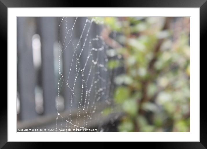 Spider web Framed Mounted Print by paige wills