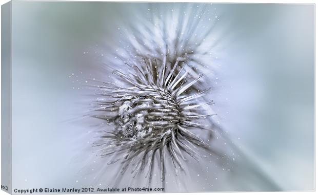 Winter Thistles Canvas Print by Elaine Manley