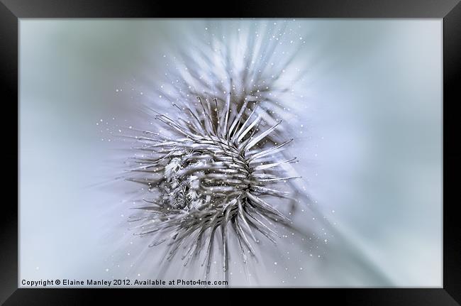 Winter Thistles Framed Print by Elaine Manley