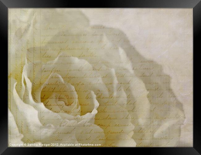 'vous êtes comme une rose' Framed Print by Sandra Pledger