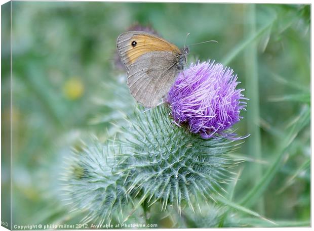 Butterfly On Thistle Canvas Print by philip milner