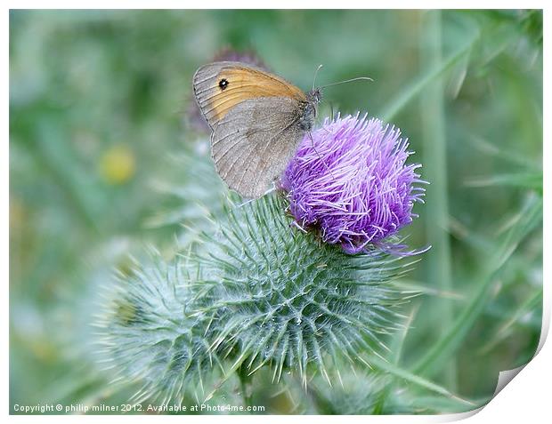 Butterfly On Thistle Print by philip milner