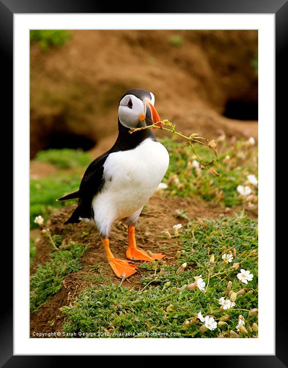 Puffin with Twig Framed Mounted Print by Sarah George