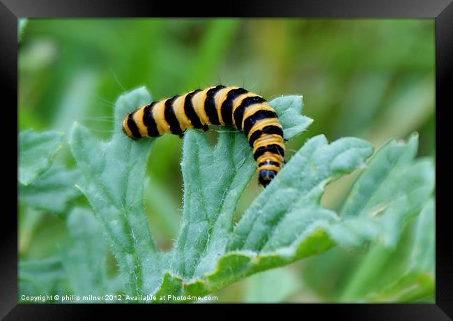 Caterpiller Feeding Time Framed Print by philip milner