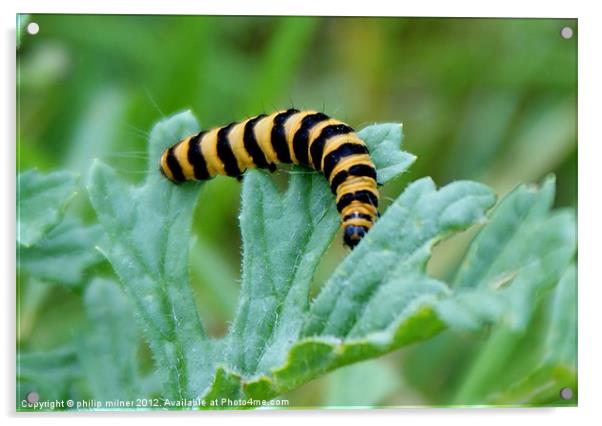 Caterpiller Feeding Time Acrylic by philip milner