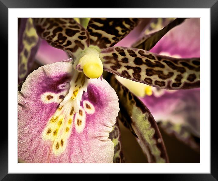 Orchid - Oncidium Variety Framed Mounted Print by Chuck Underwood