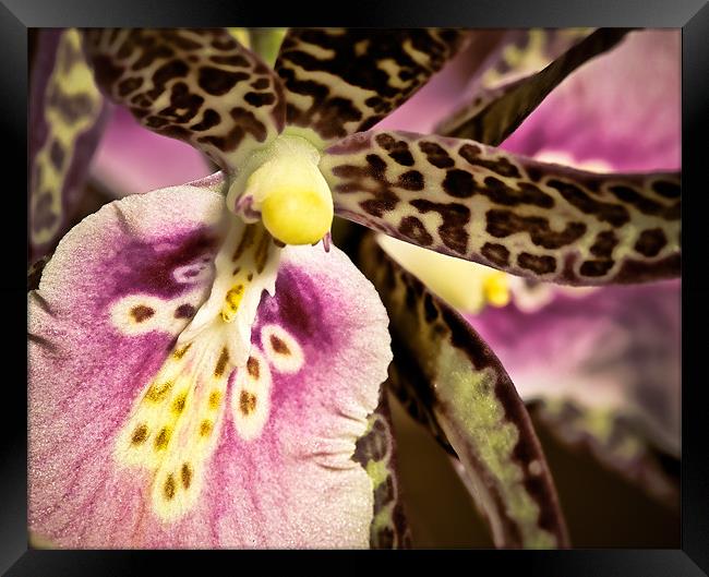Orchid - Oncidium Variety Framed Print by Chuck Underwood