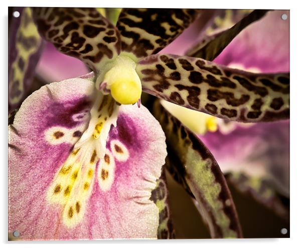 Orchid - Oncidium Variety Acrylic by Chuck Underwood