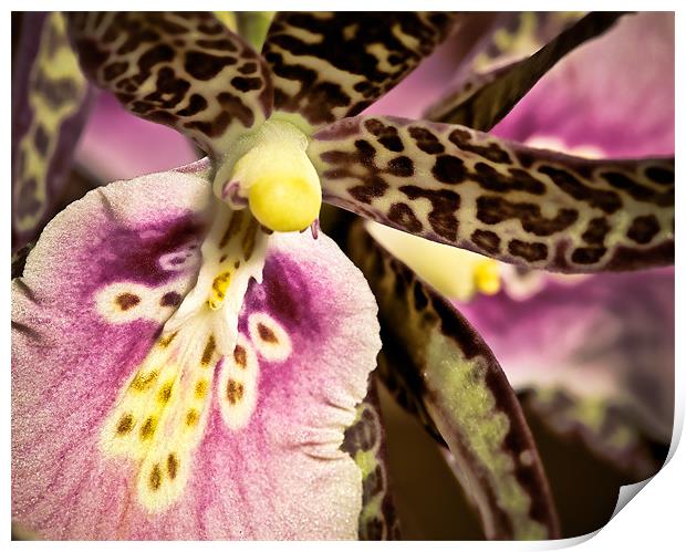 Orchid - Oncidium Variety Print by Chuck Underwood