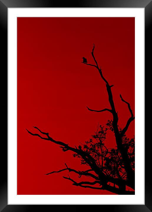 Bird Red Framed Mounted Print by Darren Burroughs