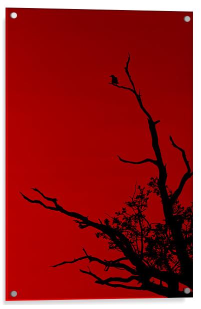 Bird Red Acrylic by Darren Burroughs