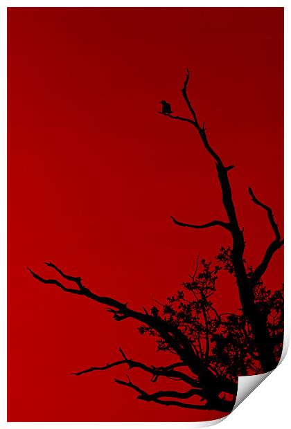 Bird Red Print by Darren Burroughs