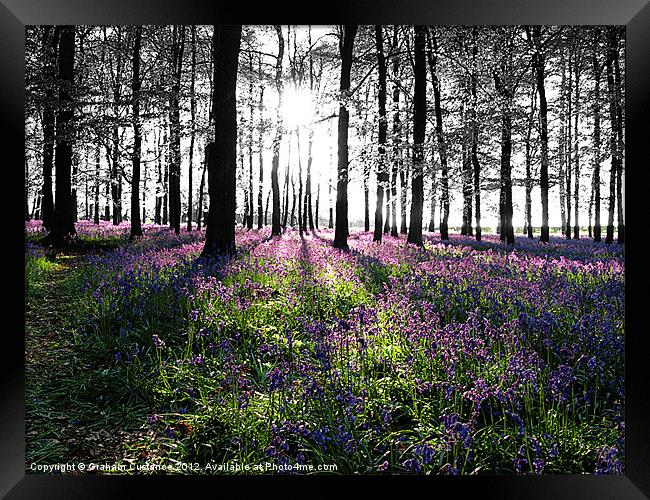 Bluebell Woods, Ashridge Framed Print by Graham Custance