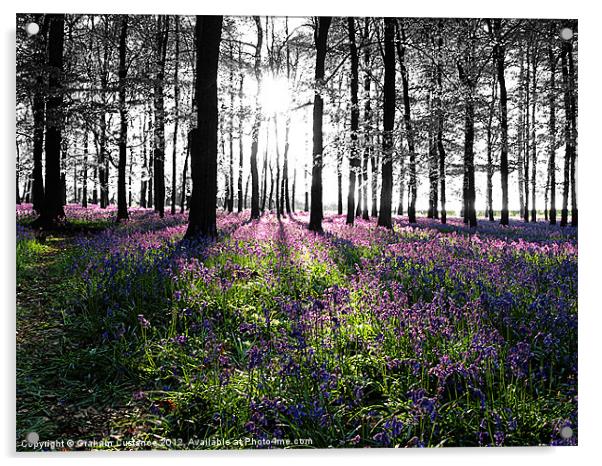 Bluebell Woods, Ashridge Acrylic by Graham Custance