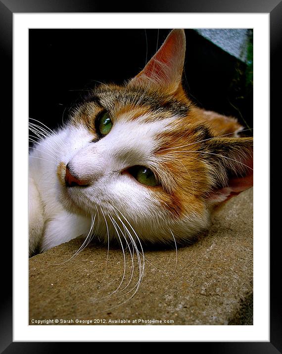 Calico Cat Framed Mounted Print by Sarah George