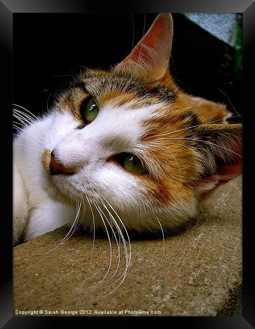 Calico Cat Framed Print by Sarah George
