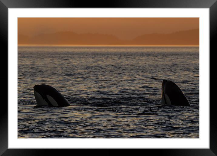 Orcas in Johnstone Strait at sunset Framed Mounted Print by Thomas Schaeffer