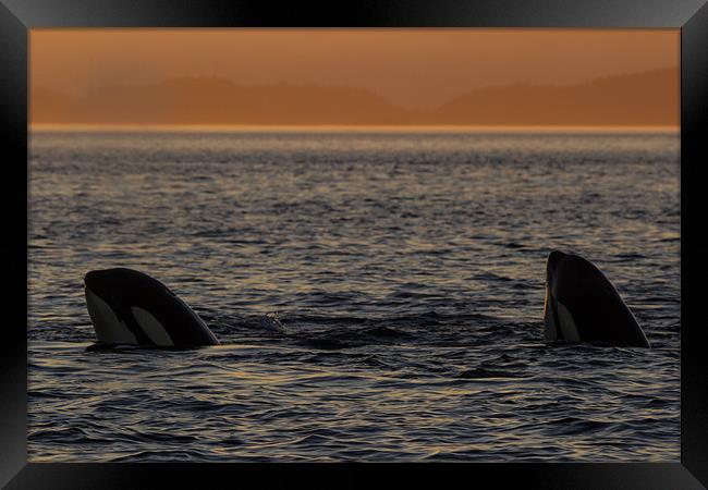 Orcas in Johnstone Strait at sunset Framed Print by Thomas Schaeffer