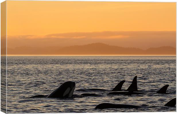 Orcas in Johnstone Strait at sunset Canvas Print by Thomas Schaeffer