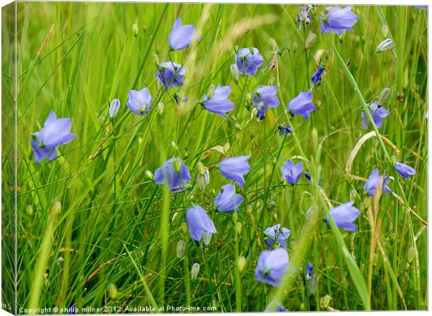 Harebells In The Sand Dunes Canvas Print by philip milner
