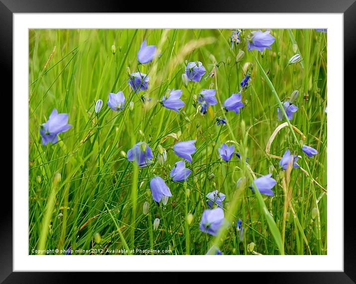 Harebells In The Sand Dunes Framed Mounted Print by philip milner