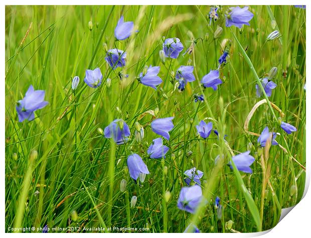 Harebells In The Sand Dunes Print by philip milner