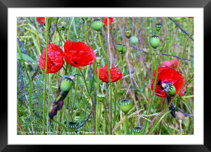 Poppies Round The Fence Framed Mounted Print by philip milner