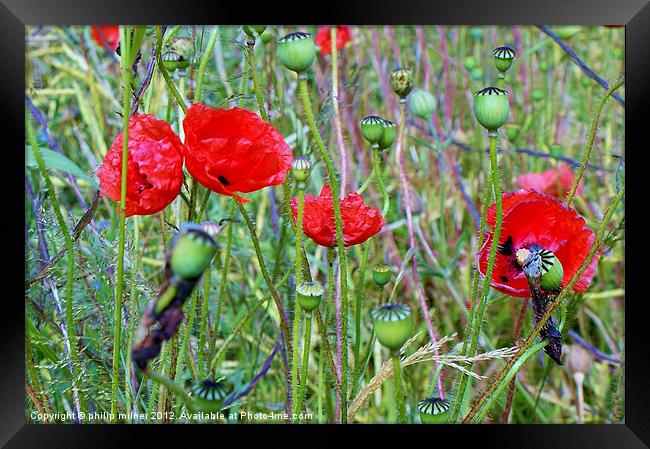 Poppies Round The Fence Framed Print by philip milner