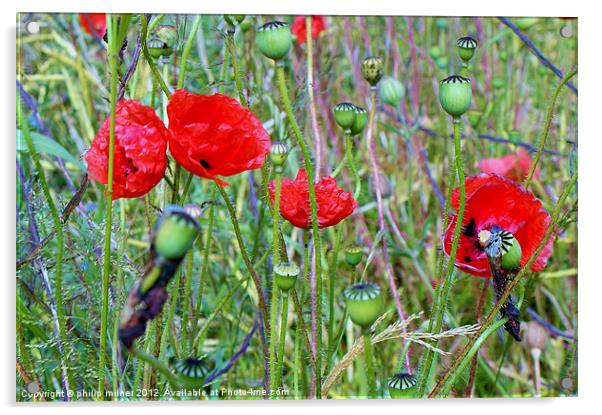 Poppies Round The Fence Acrylic by philip milner