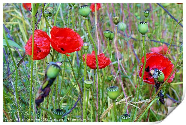 Poppies Round The Fence Print by philip milner