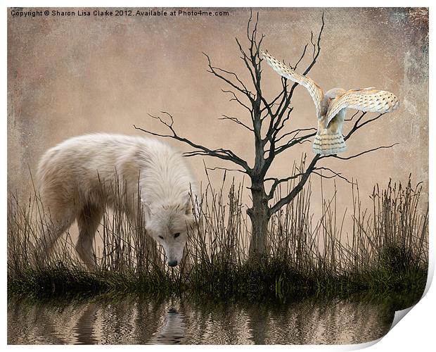 Woodland Wolf reflected Print by Sharon Lisa Clarke