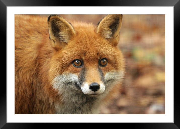 elle the red fox Framed Mounted Print by Martyn Bennett