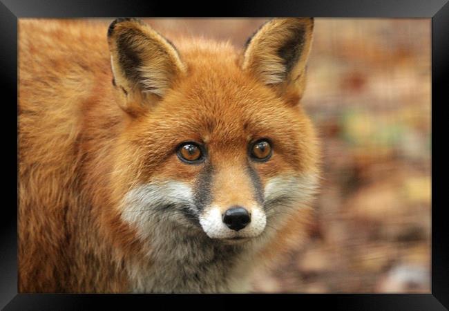 elle the red fox Framed Print by Martyn Bennett