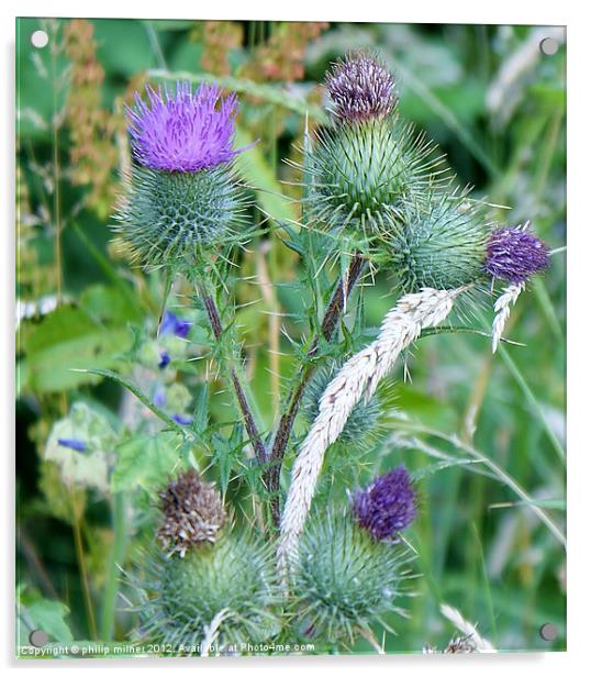 The Scottish Thistle Acrylic by philip milner