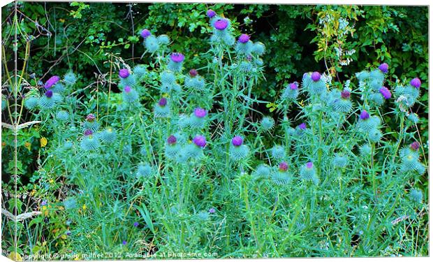 Thistles Under The Hedgerow Canvas Print by philip milner