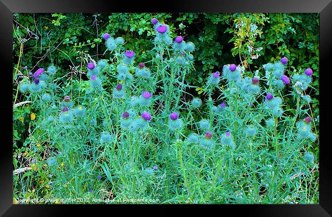 Thistles Under The Hedgerow Framed Print by philip milner