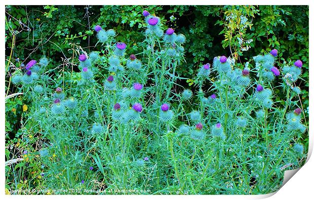 Thistles Under The Hedgerow Print by philip milner