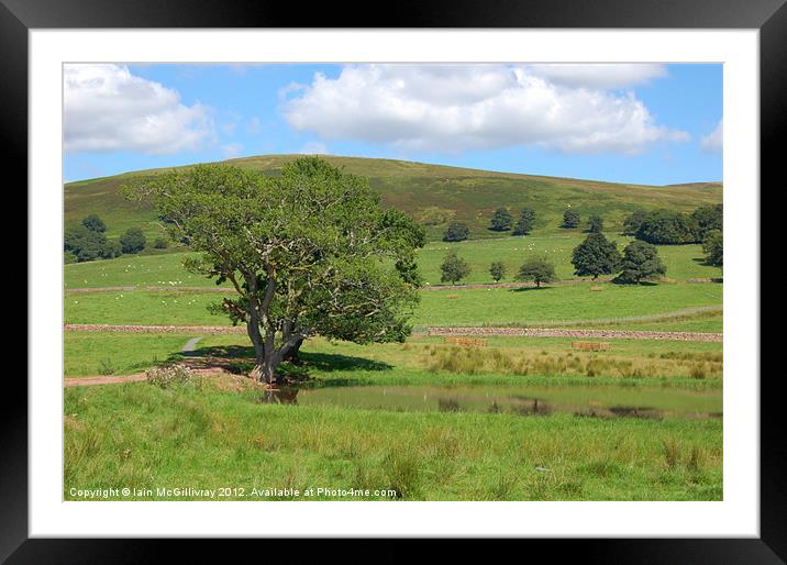 Tree in Field Framed Mounted Print by Iain McGillivray