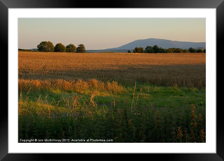 Sunset Field Framed Mounted Print by Iain McGillivray