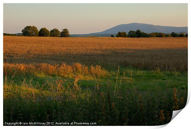 Sunset Field Print by Iain McGillivray