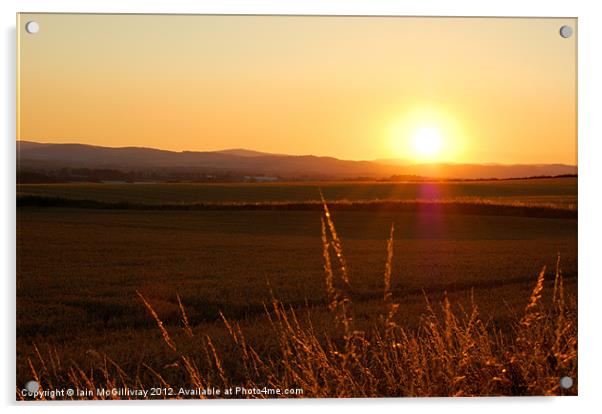 Sunset Fields Acrylic by Iain McGillivray