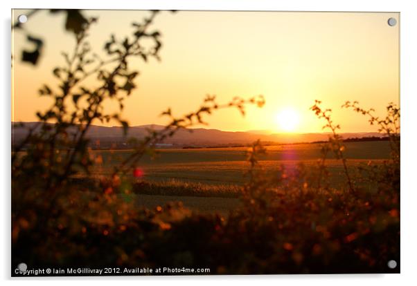 Sunset Fields Acrylic by Iain McGillivray