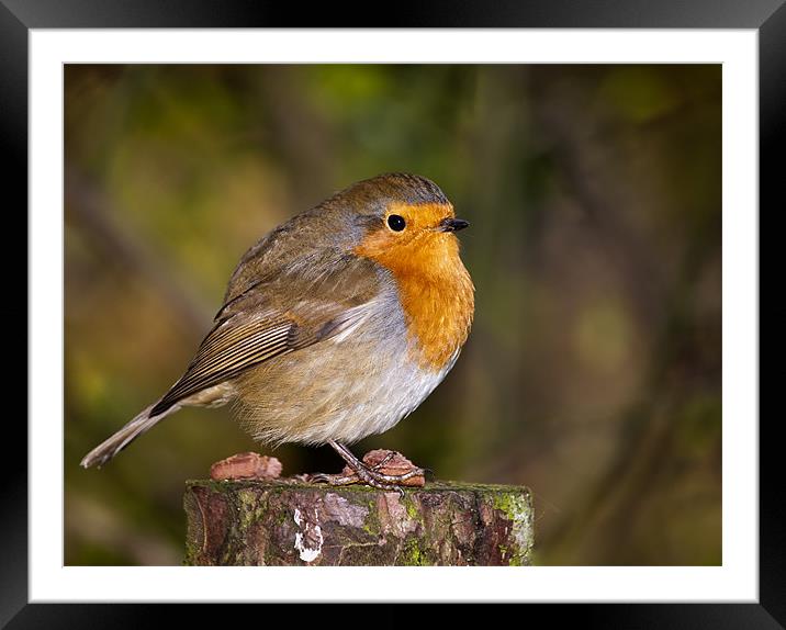 Robin Redbreast Guarding some food Framed Mounted Print by Dawn Cox