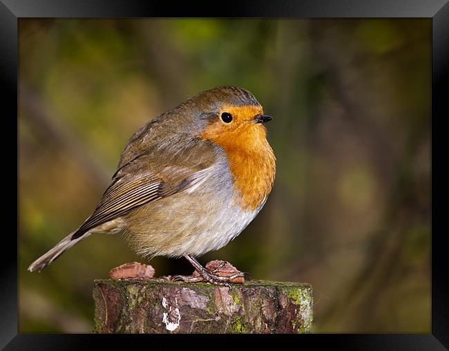 Robin Redbreast Guarding some food Framed Print by Dawn Cox