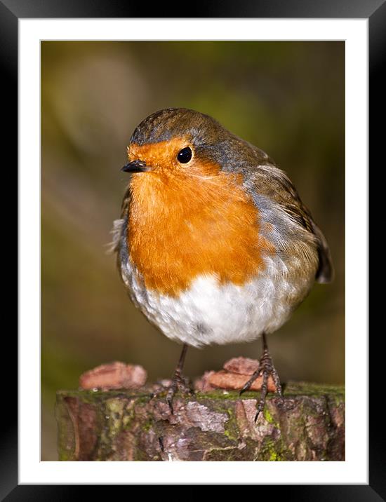 Territorial Robin Redbreast Framed Mounted Print by Dawn Cox