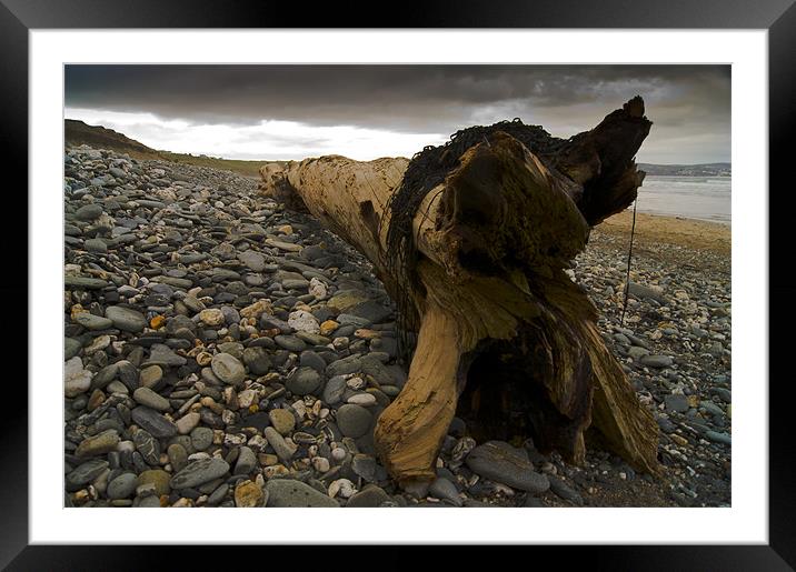 driftwood Framed Mounted Print by keith sutton