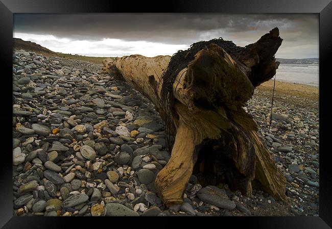 driftwood Framed Print by keith sutton