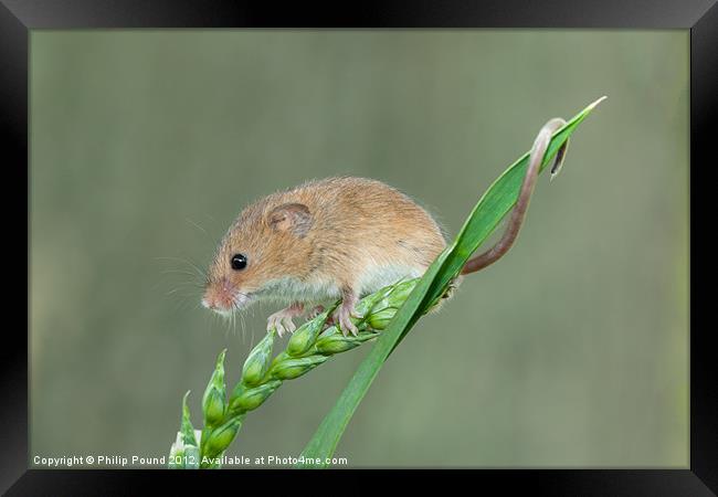 Harvest Mouse on Grass Stalk Framed Print by Philip Pound