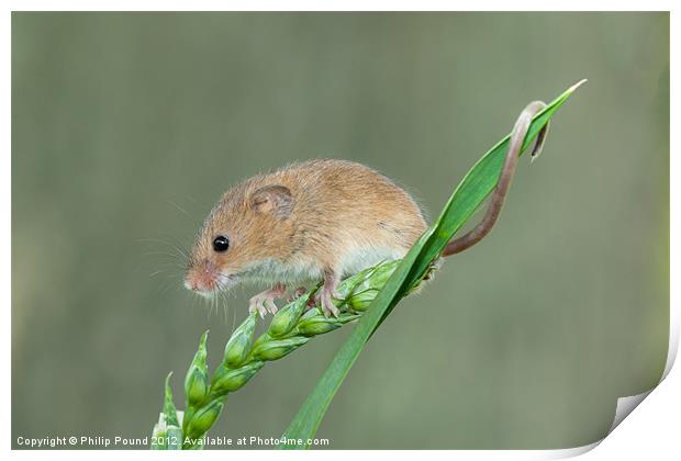 Harvest Mouse on Grass Stalk Print by Philip Pound
